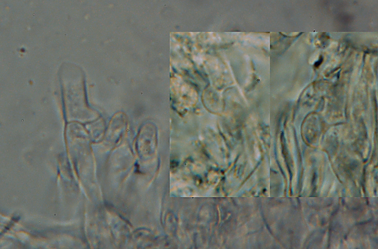 Sar� un Gloeophyllum...con bordi rossi - foto 4894